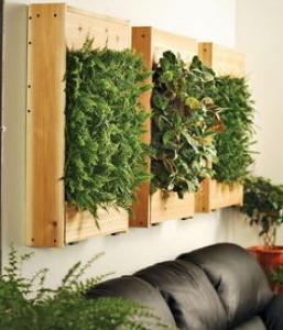 家居中的一抹绿 室内植物让家更清新