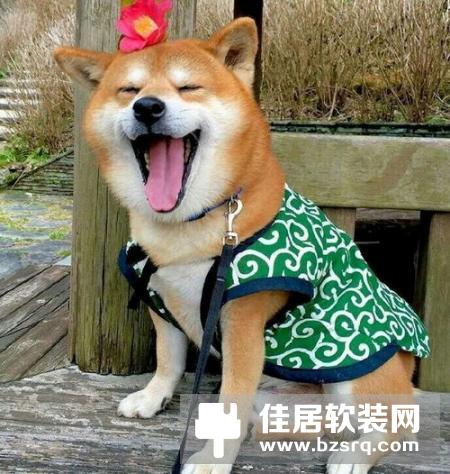 生活舒不舒适？网友：别看家装，看家电