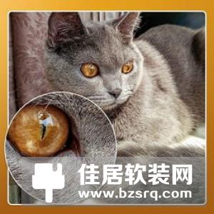 荣耀9X震撼发布 荣耀锐科技大使黄景瑜惊喜露面